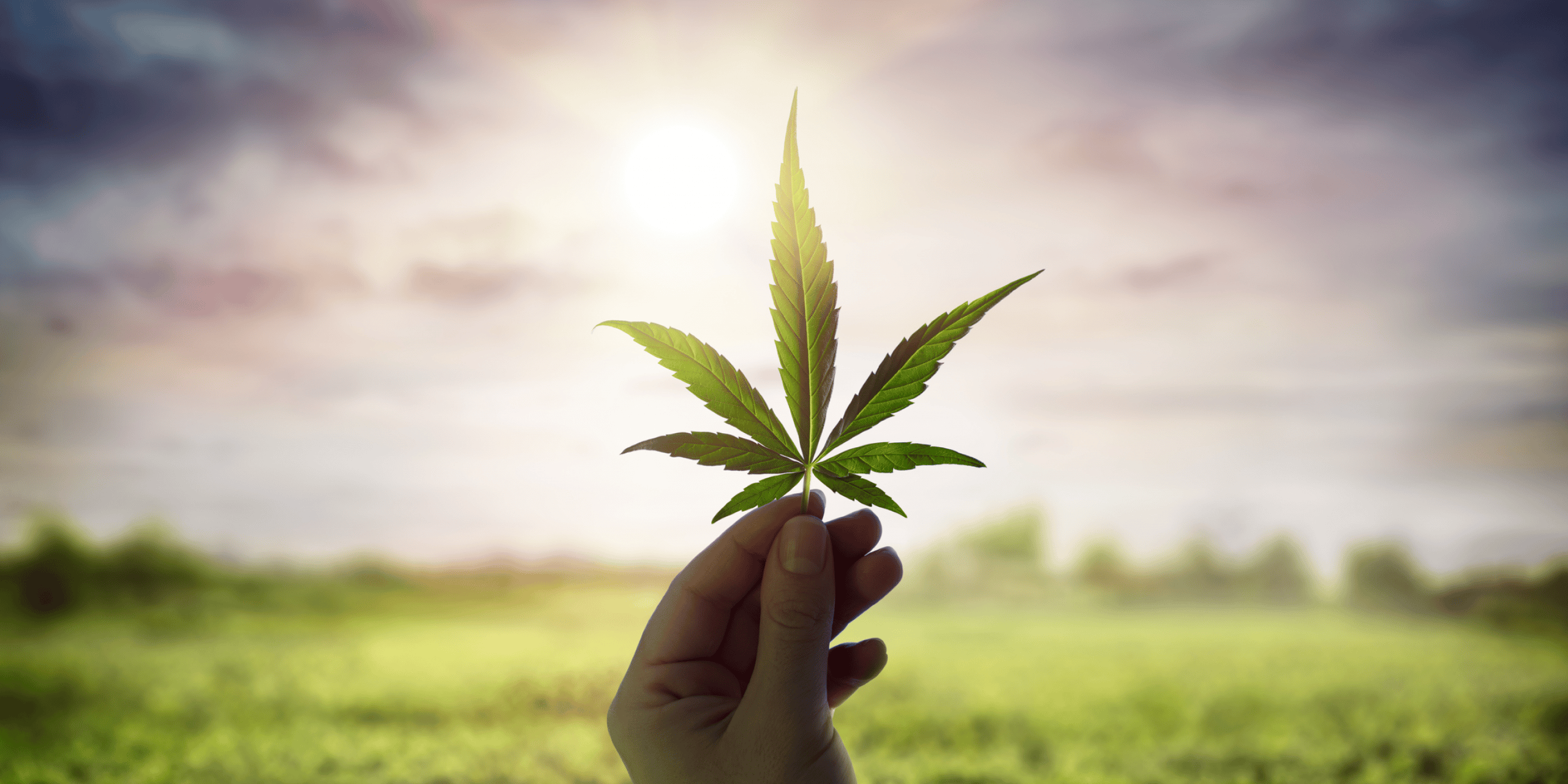 6 Factors That Influence How Long Cannabis Stays In Your System - SureHire 6 Factors That Influence How Long Cannabis Stays In Your System - SureHire