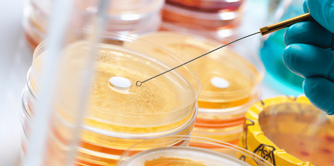 drug testing examination in petri dish