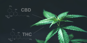 CBD vs THC